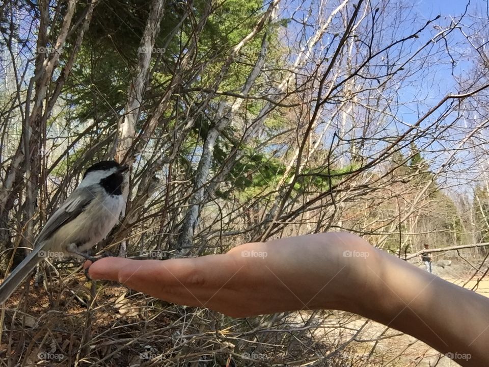 Hand feeding tit bird in the woods