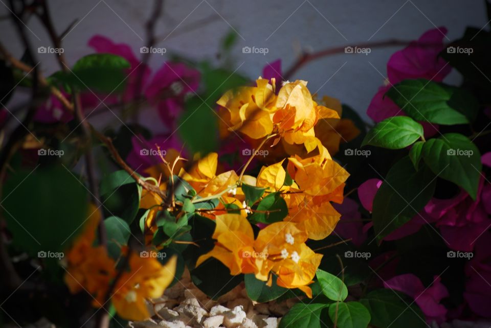 Bougainville 