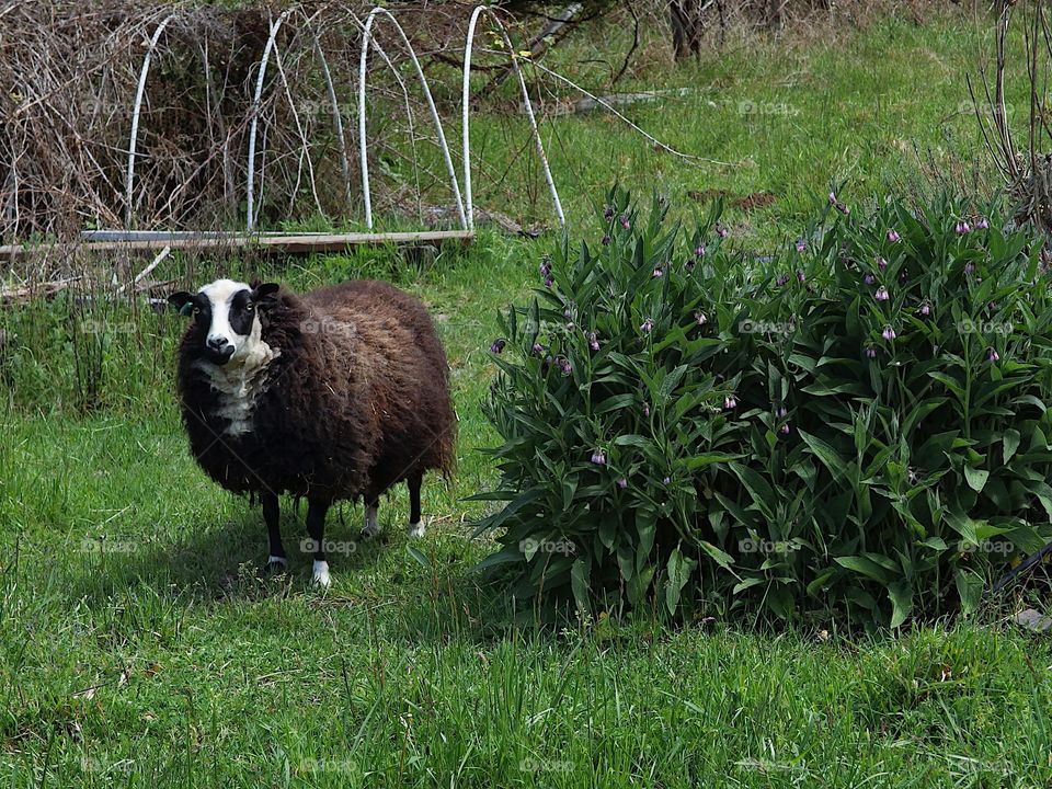 A sheep with a full and colorful wool coat ready for spring shearing graze in a pasture on a farm in rural Lane County in Western Oregon. 