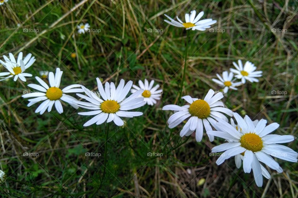 wild camomiles flowers in the grass summer time