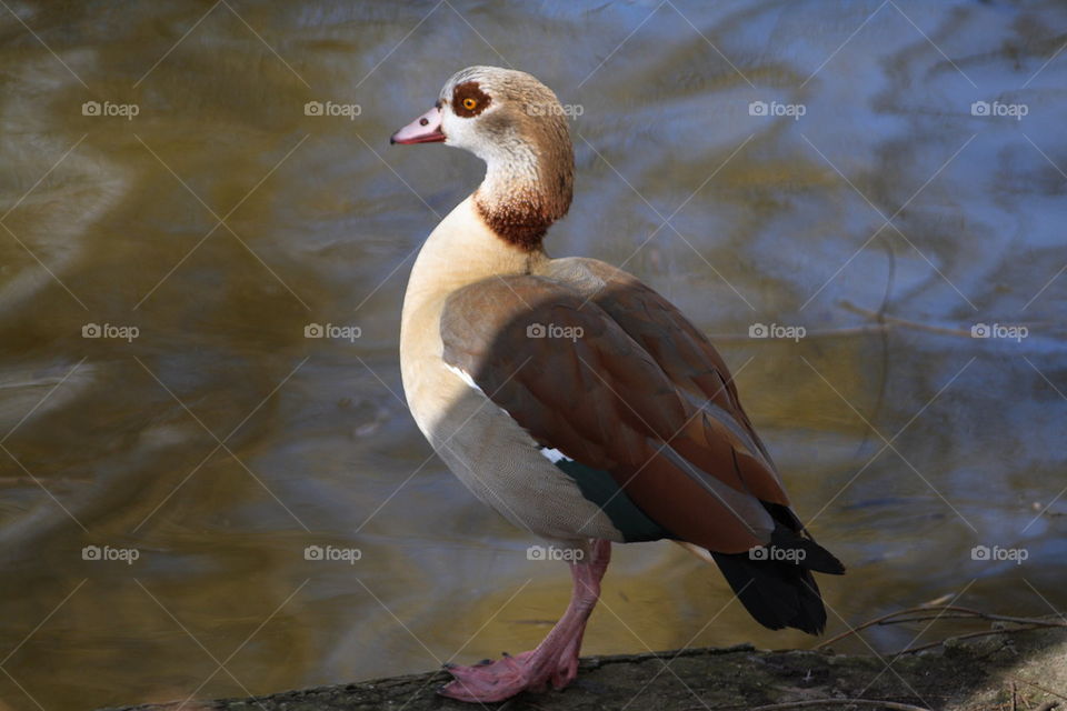 Egyptian goose