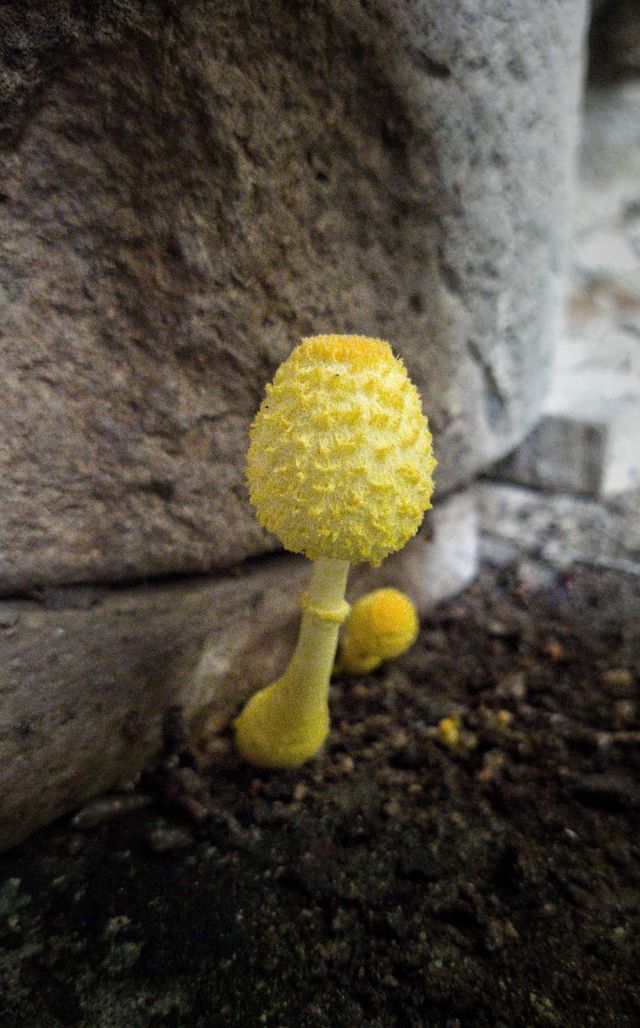 gill mushrooms