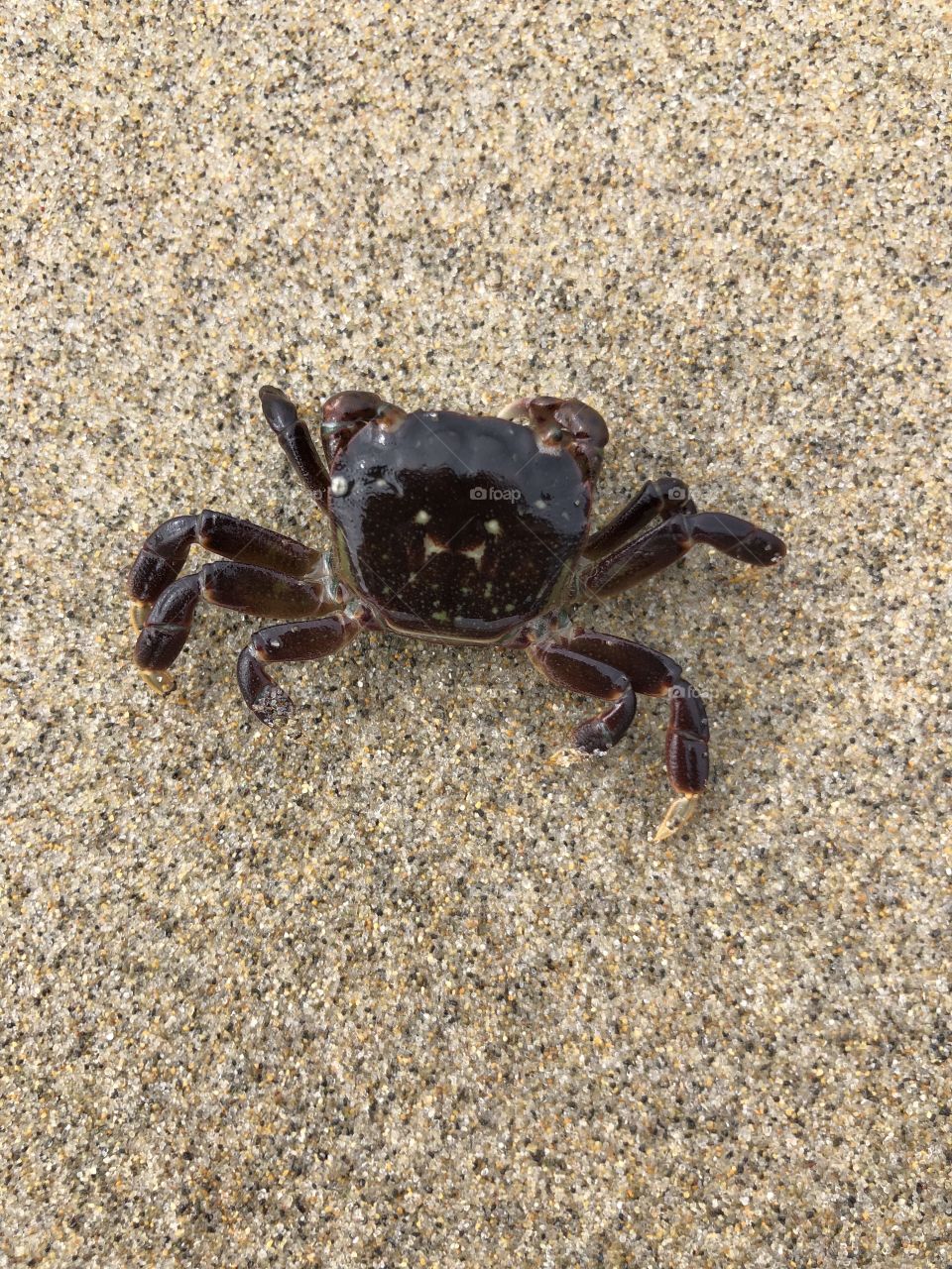 Crab at the Beach