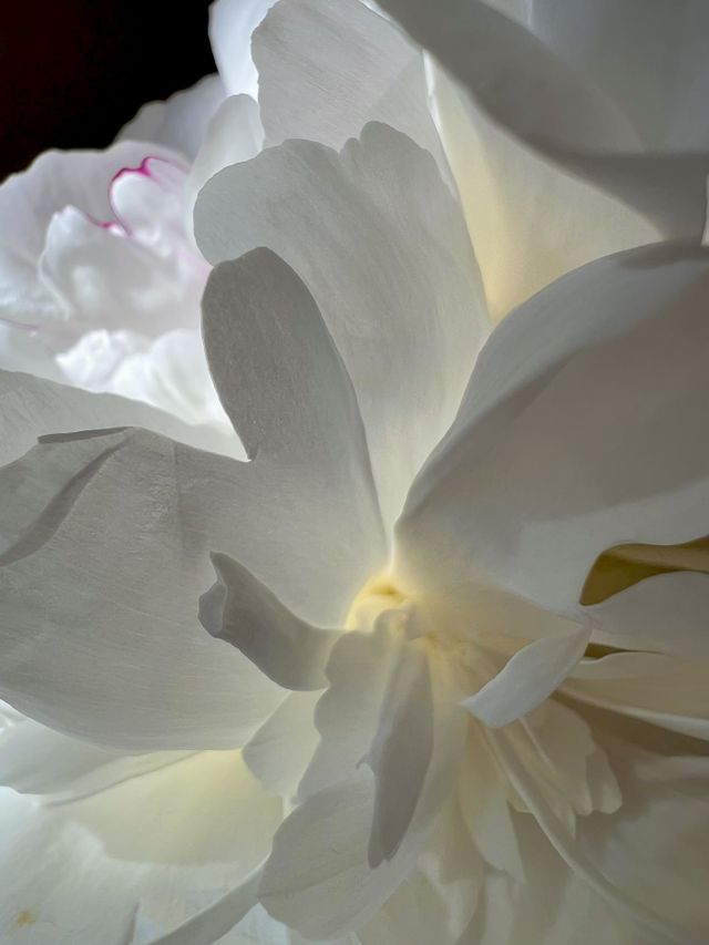 Macro shot 