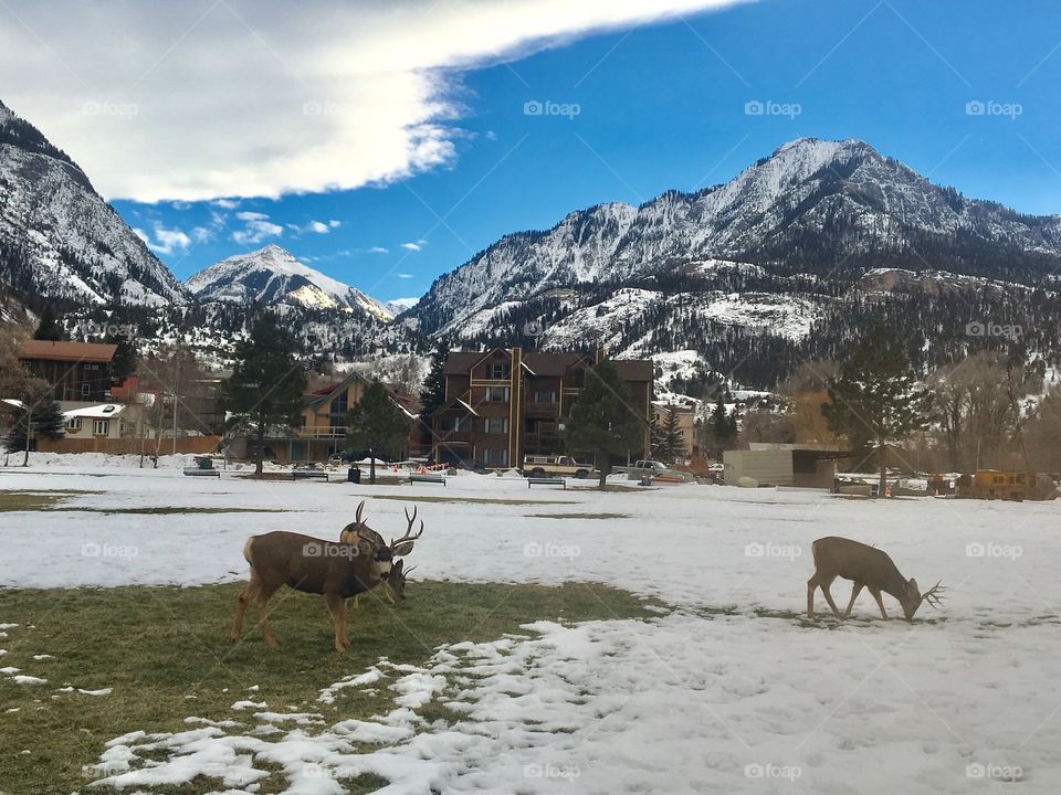 Deers in park 