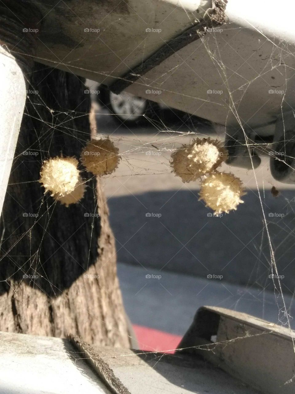Spider Eggs in the City