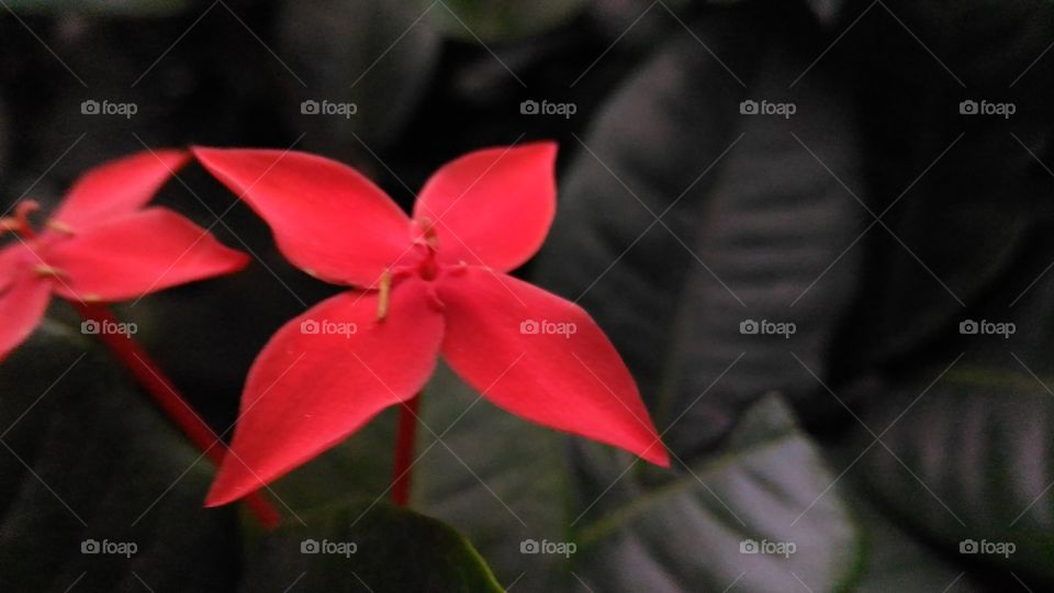 red flower.  petals ...red colour...evening..