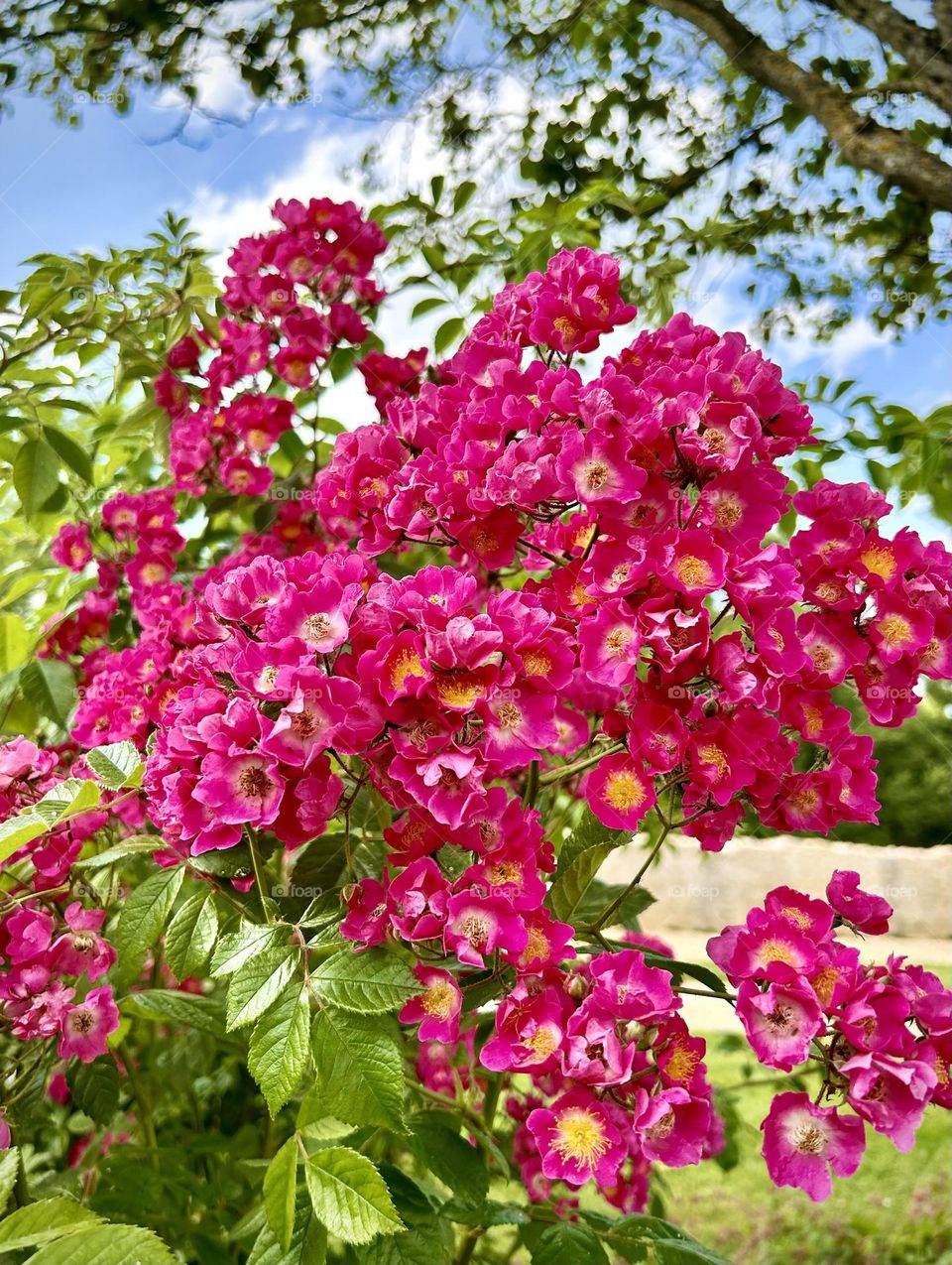 Flowers , park France Junes 2023 . 