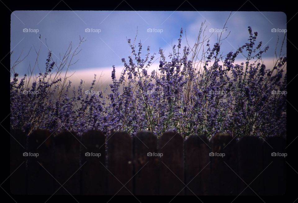 Purple flower hedge behind fence in New Mexico on reversal film
