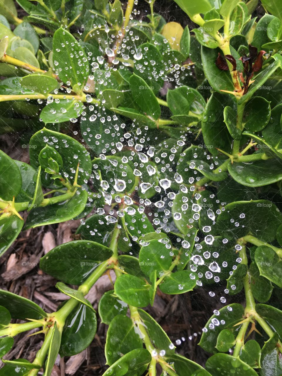 Water in cob web