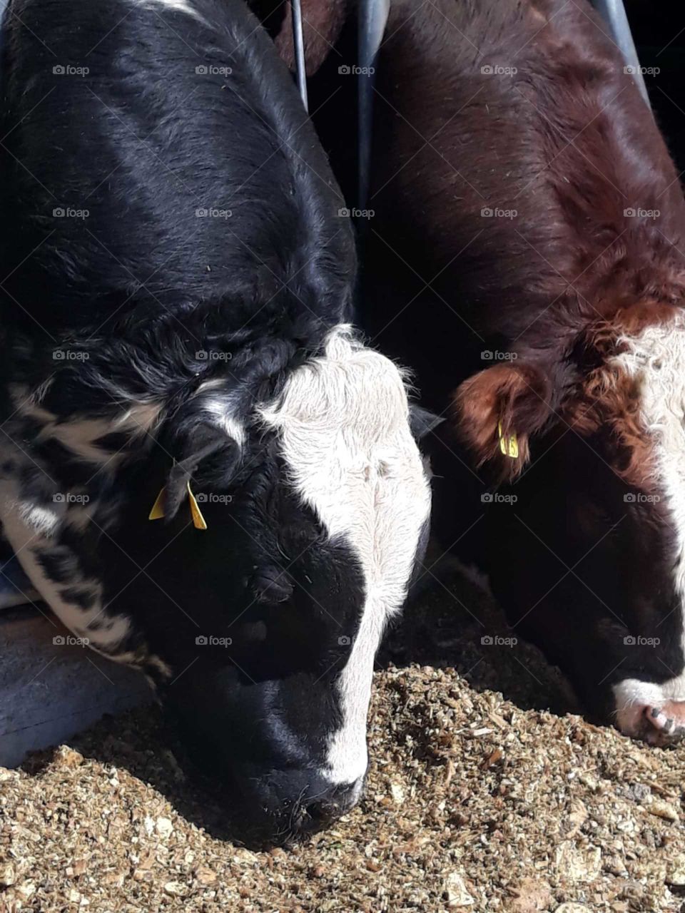 Two cows enjoying lunch in the sun.