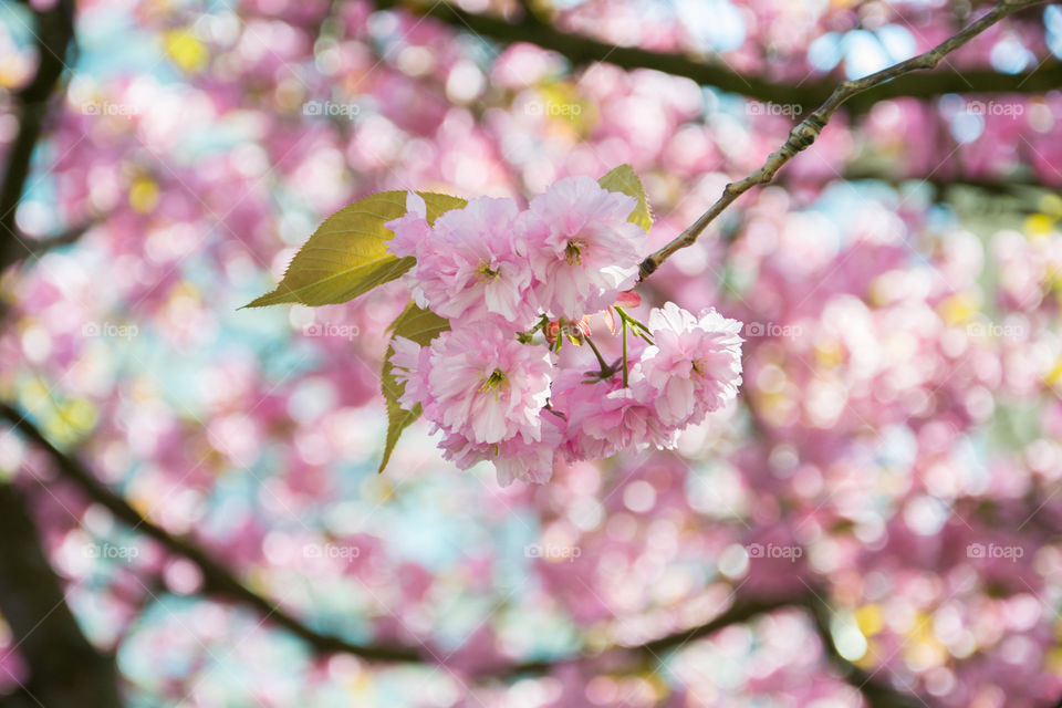Close-up of cherry blossom