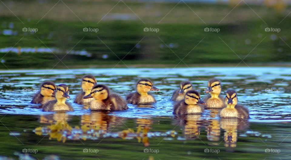 Ducklings