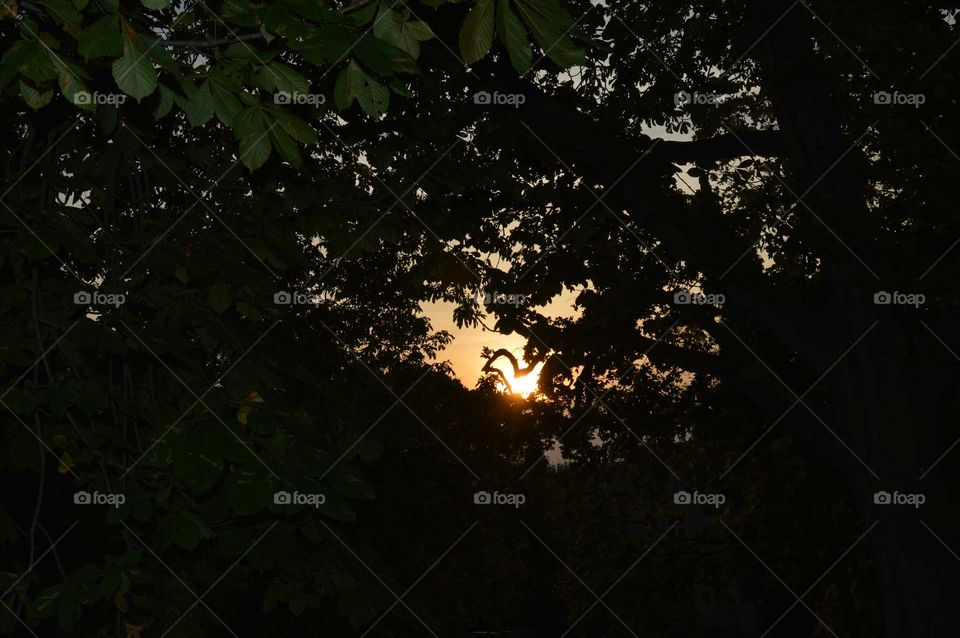 Emerging from the trees sunset