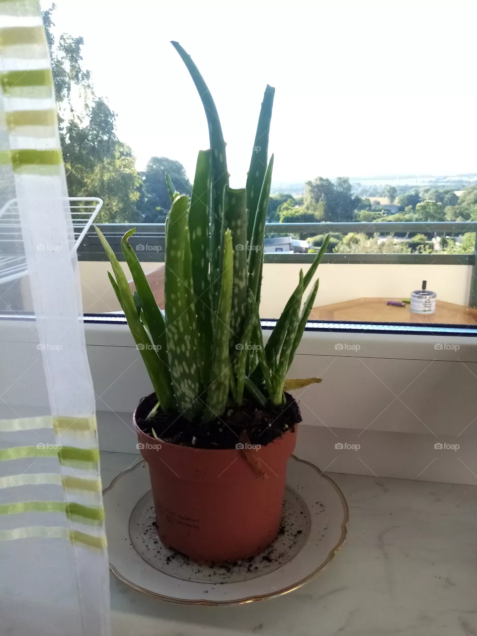 Aloe