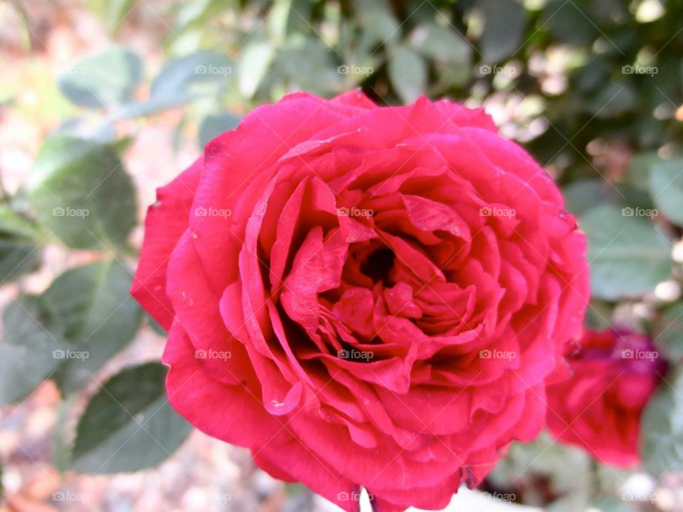 Rose. From my moms garden