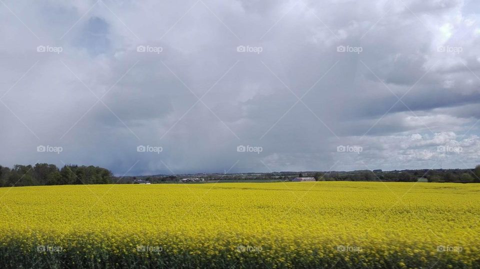canola field