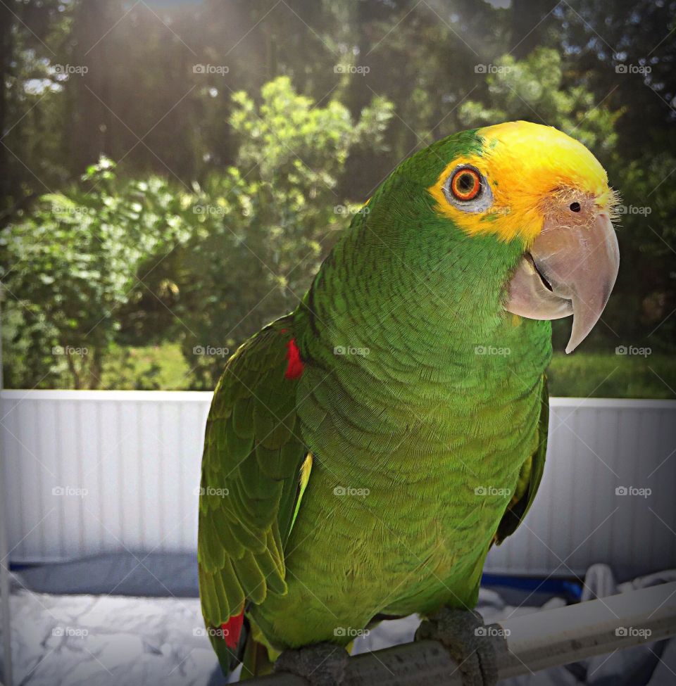 Green Amazon Parrot.