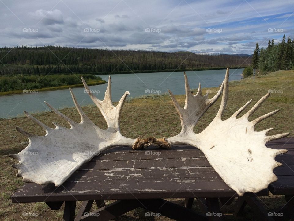 Alaska views with big antlers
