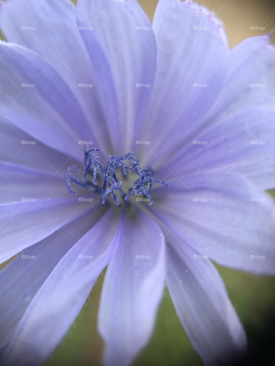 Closeup of blue flower