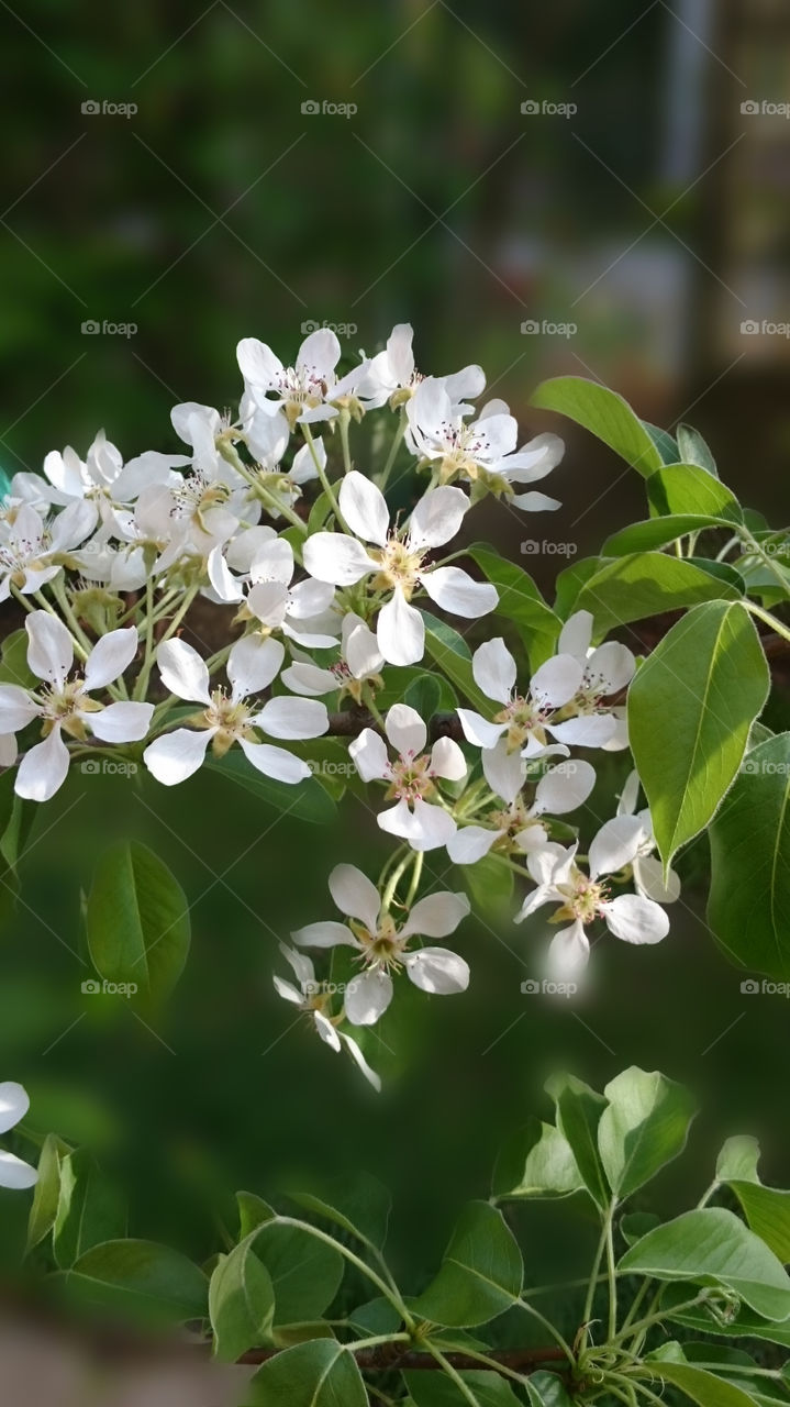 Spring blossom