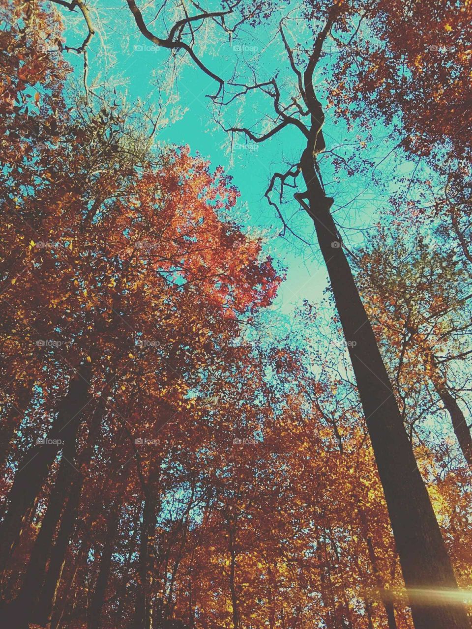 fall trees against the blue sky