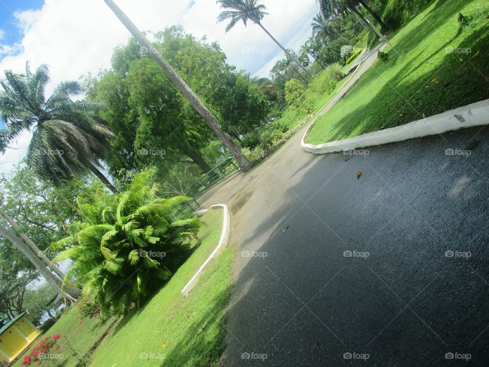 Pathway-royal botanical gardens, Trinidad and Tobago.