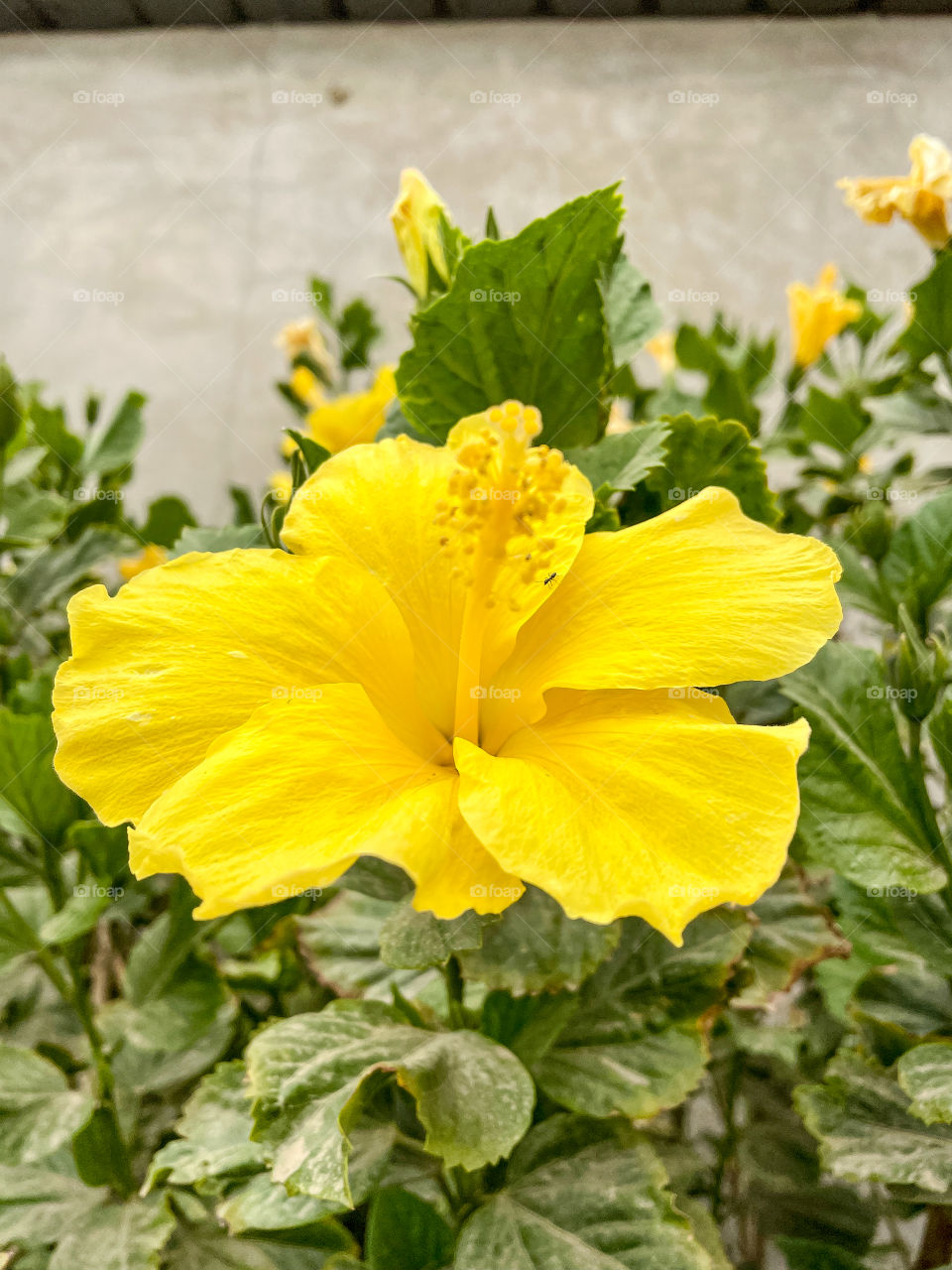 Portraits of plants 