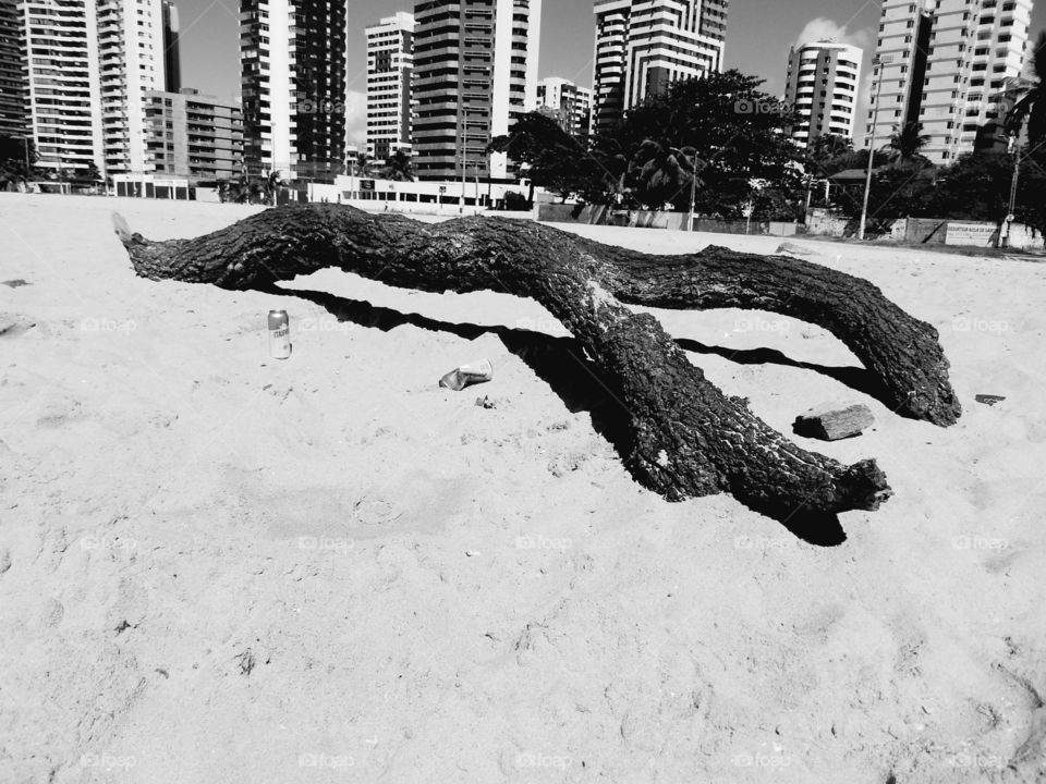 tronco de madeira na praia