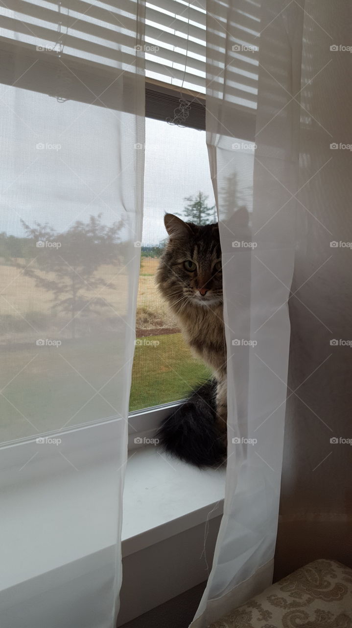 cat peeking out window