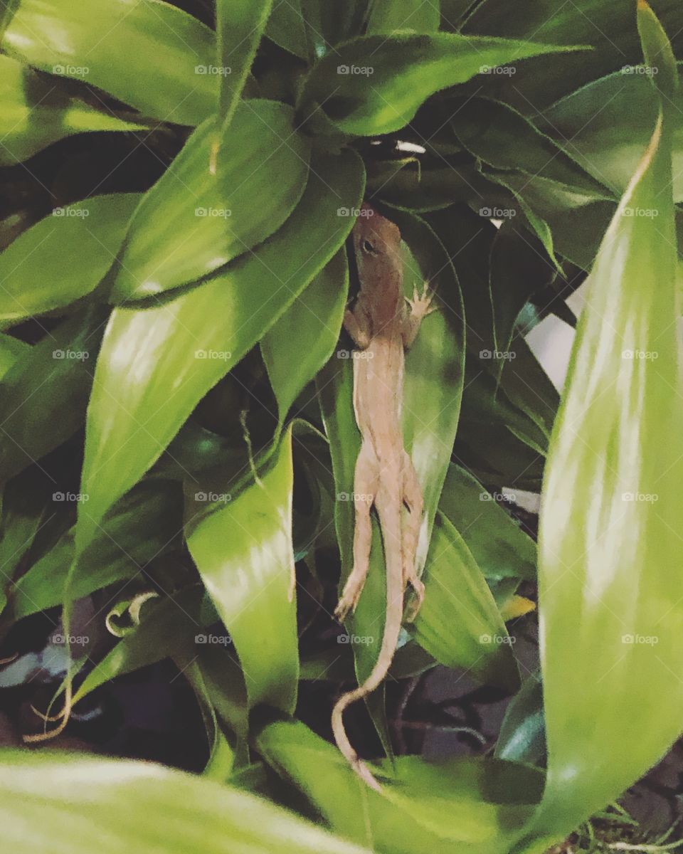 Lizard in the bamboo