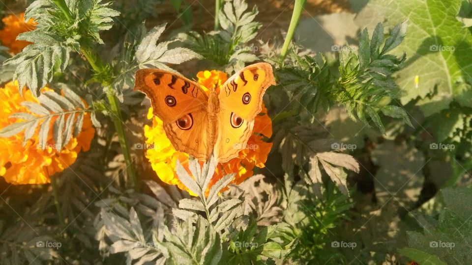 A beautiful scene of butterfly on the marigold flowers.