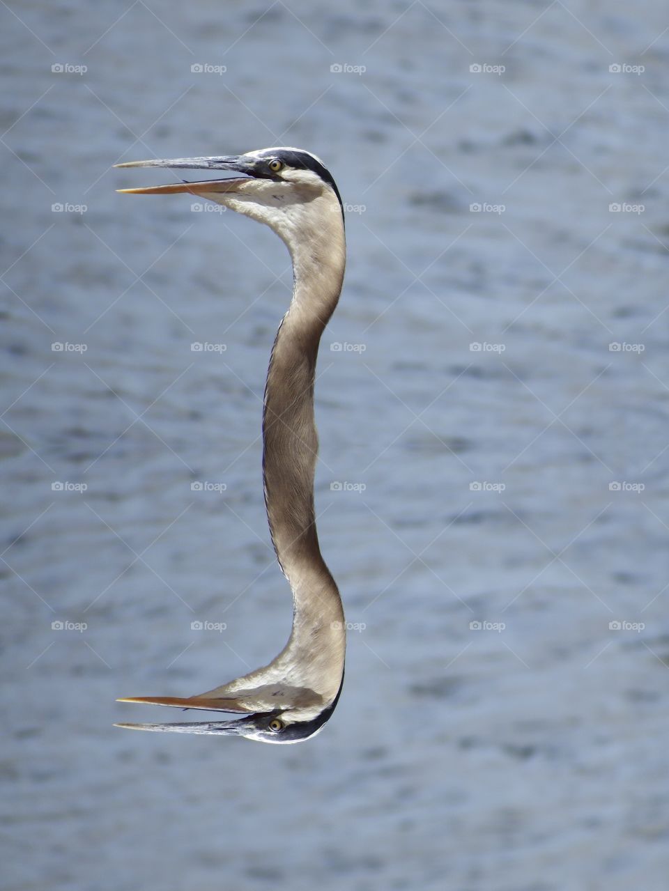 Great Blue heron and his unusual reflection.