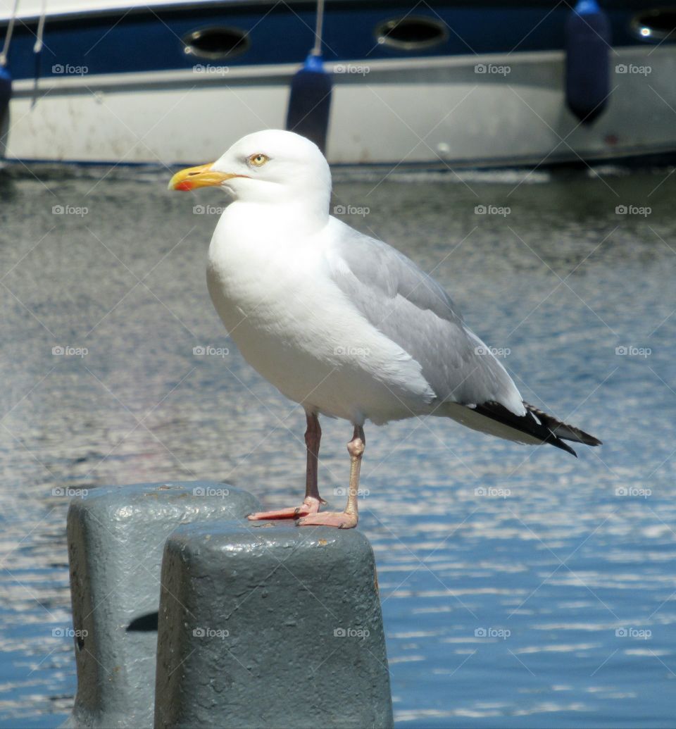 Seagull by the marina