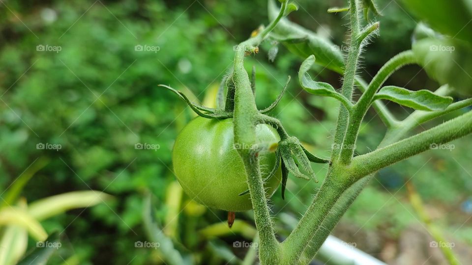 tomato plant with a green tomato