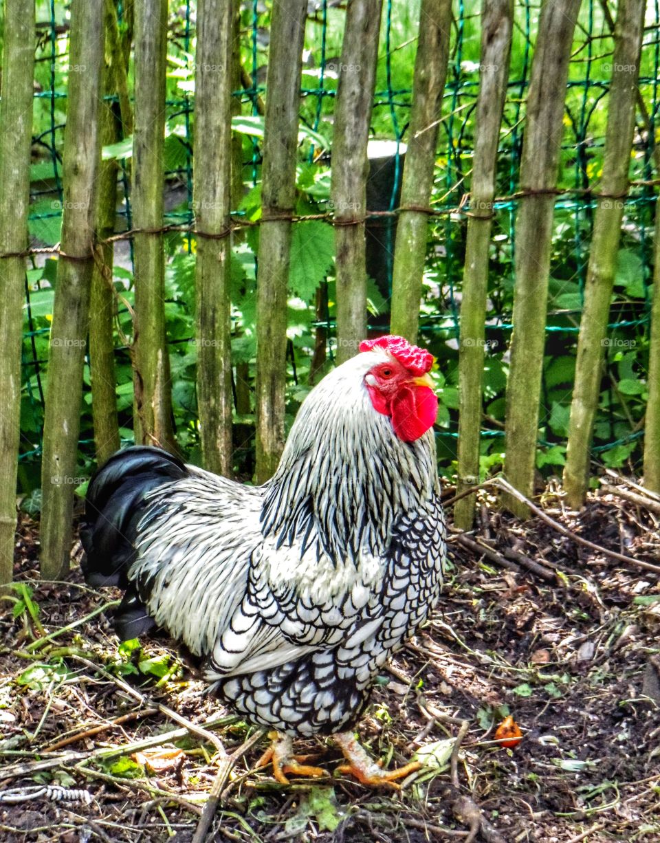 Silverlaced Wyandotte Hen