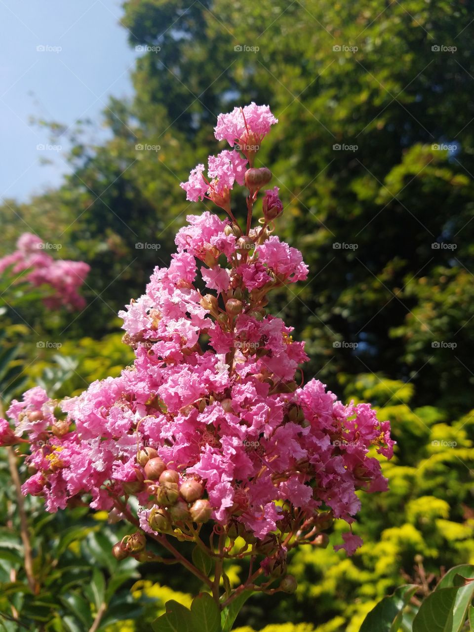 Planting Fields Arboretum State Park, Oyster Bay, NY - August 2017 - Taken on Android Phone - Galaxy S7 - Exploring the Grounds on a Lazy Sunday near the end of Summer