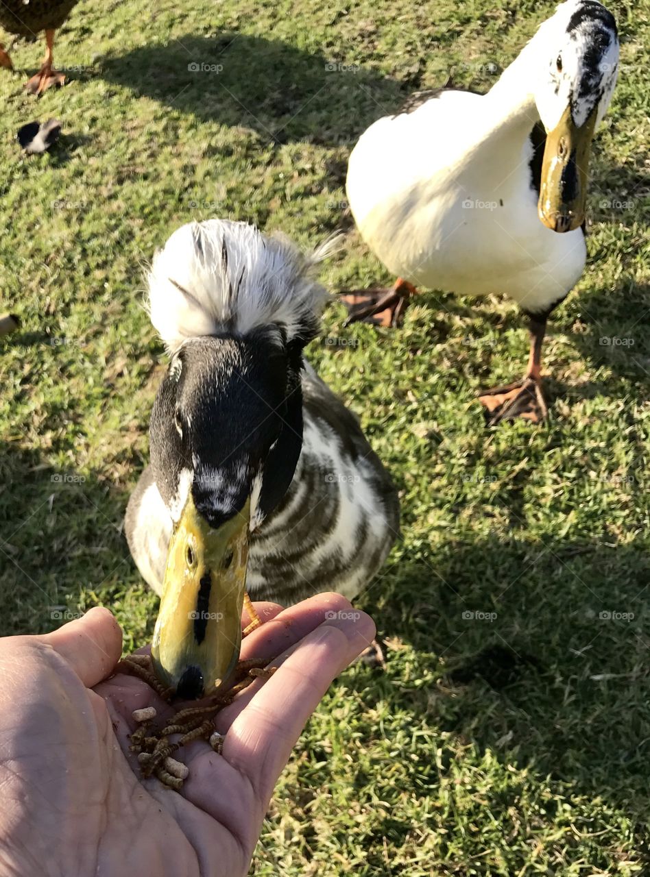 Duck time