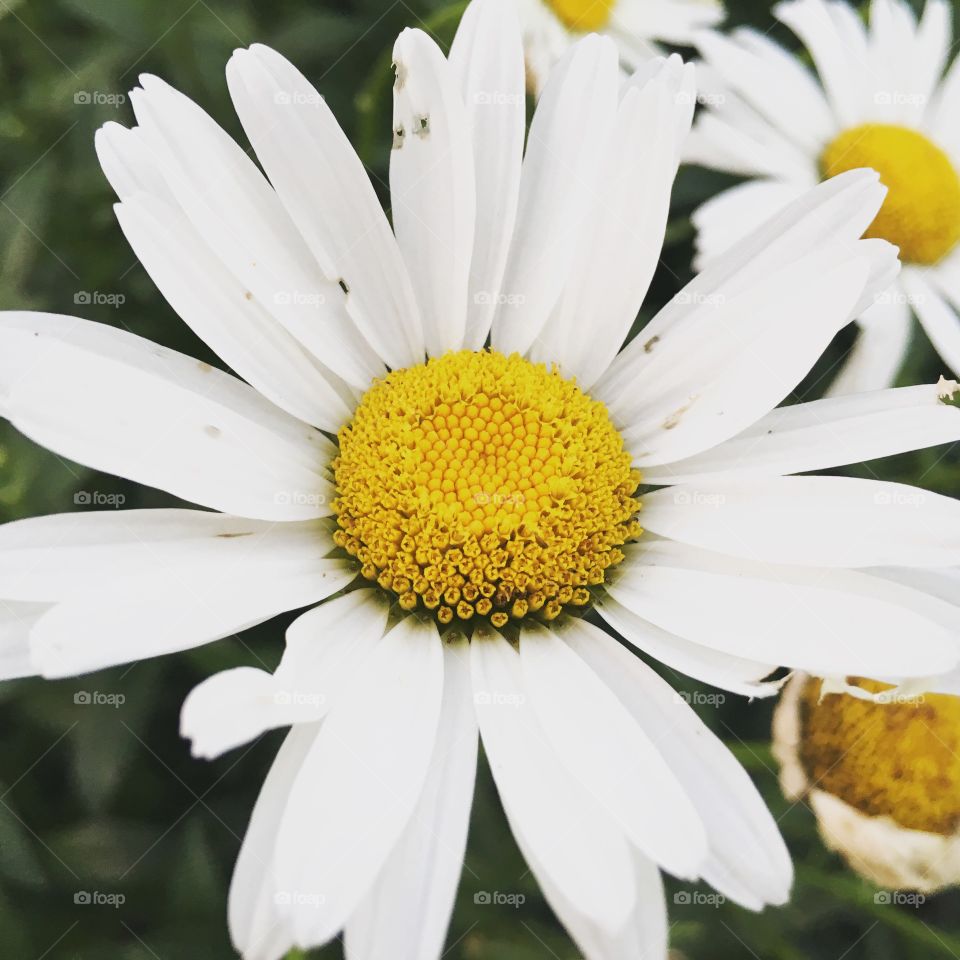 High angle view of daisy flower