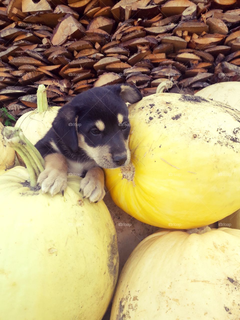 funny puppy on the pumpkins