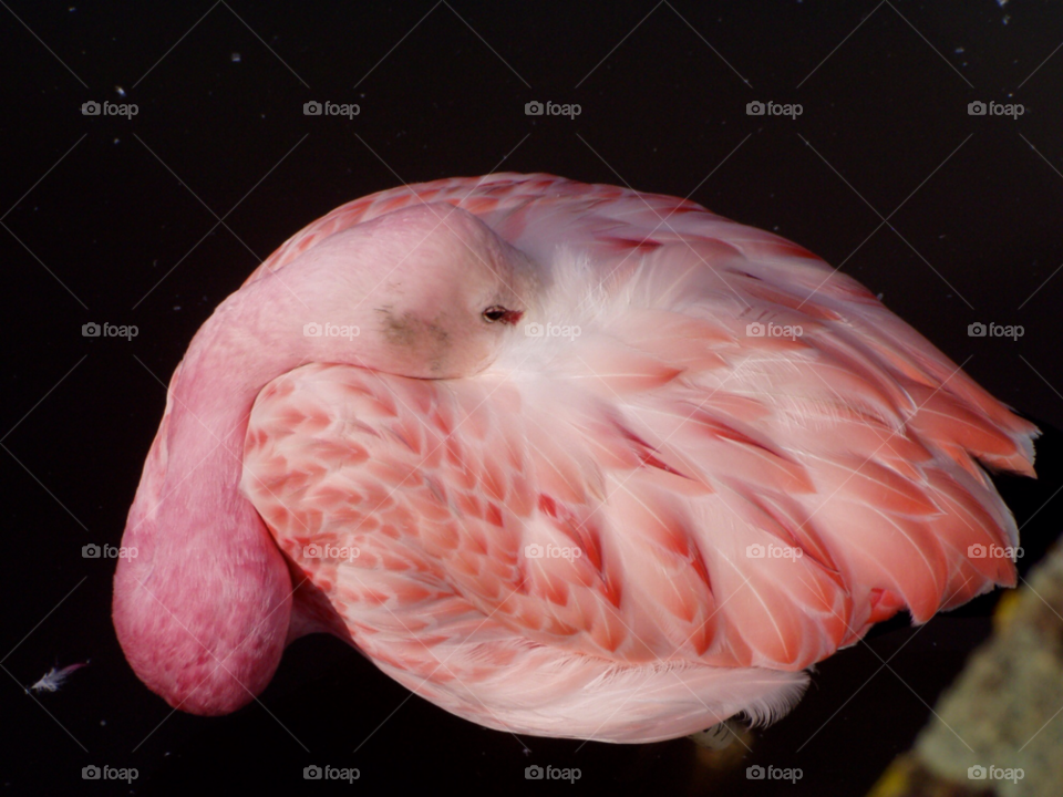 pink eye bird feather by Les