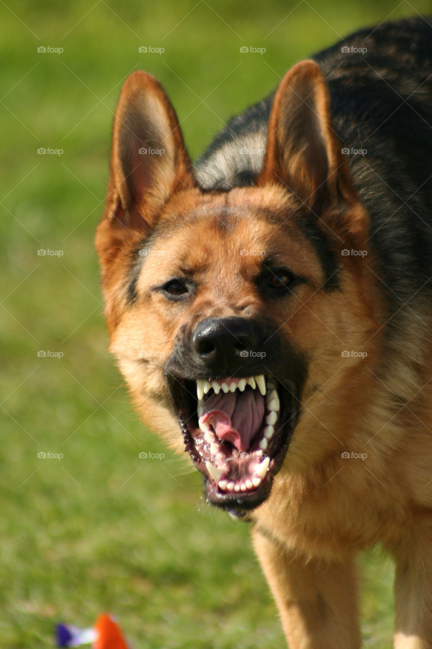 angry gsd