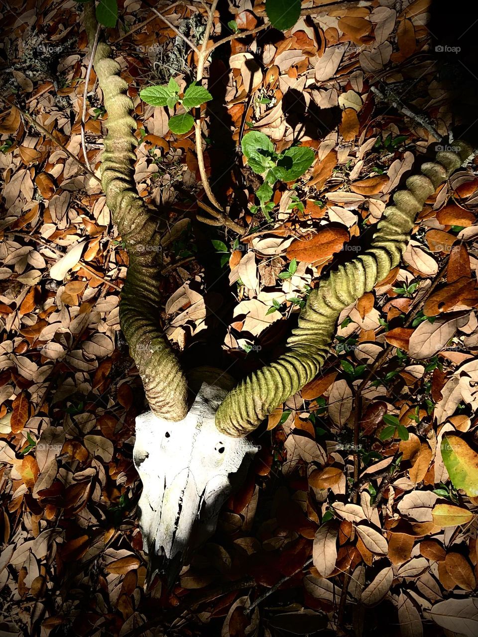 The things you find out here on the ranch in Texas- there’s acres we walk and found this skull of small Black Buck and I wonder how long it’s been here? 🤔