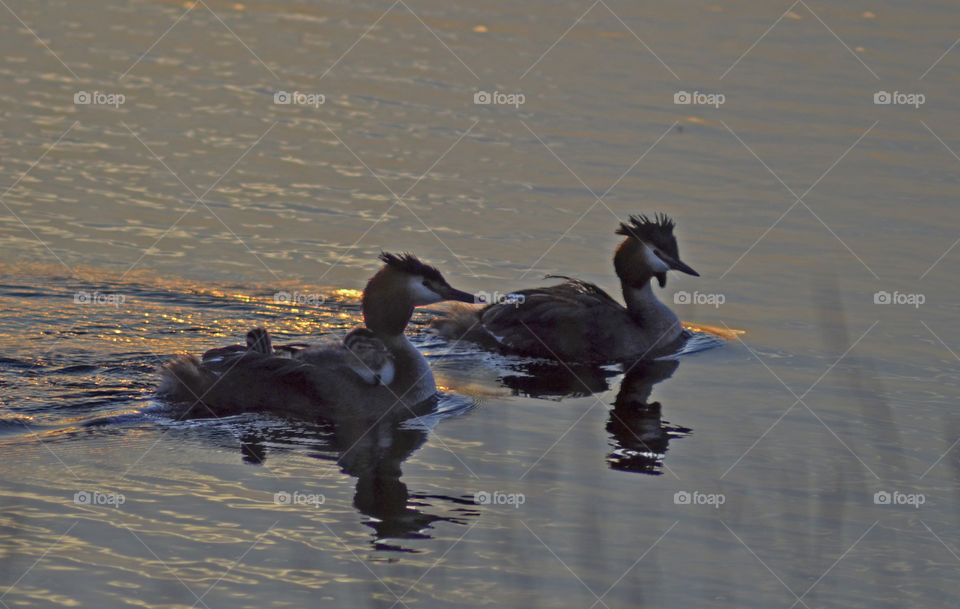 Family of Great Crested Grebe. Ronneby Archipelago