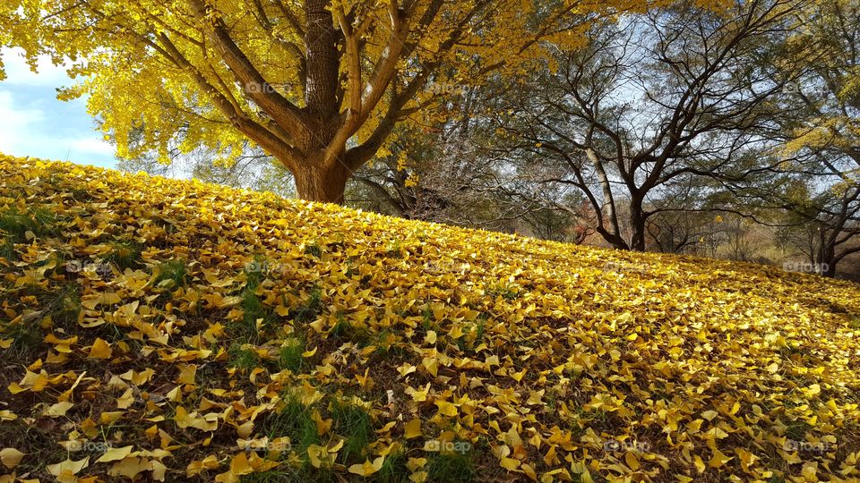 Old Ginkgo Tree.. Raleigh