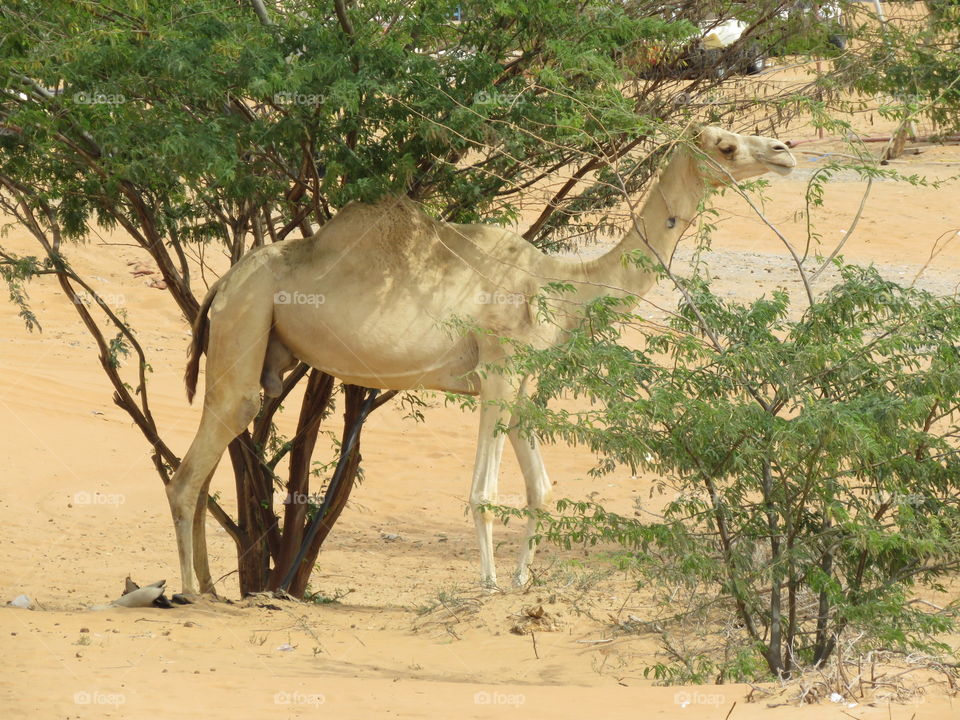 Camel standing under a tree in the desert.