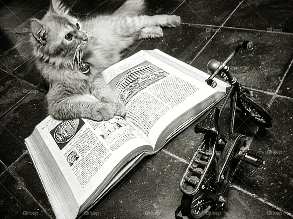 Reading a book with a bicycle and a cat
