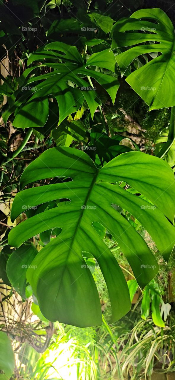 Monstera is a large tropical plant, a real MONSTER