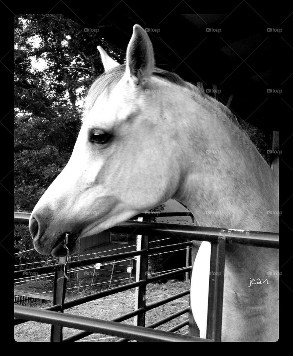 B&W Egyptian Arabian horse