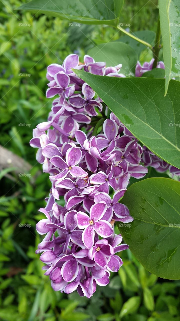 NH Lilacs in bloom